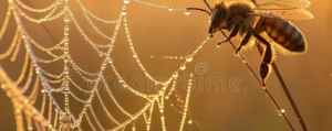 Spider's web logo pic